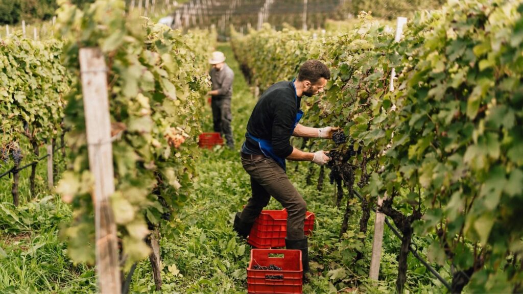 Pitzner Winery & Suites: quando il vino racconta il territorio Pitzner 2